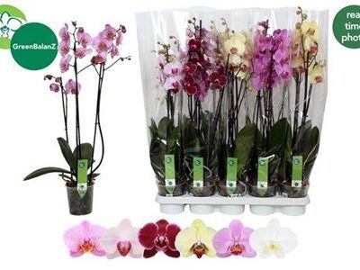 Орхідея 3-х стеблова '6 Kl'