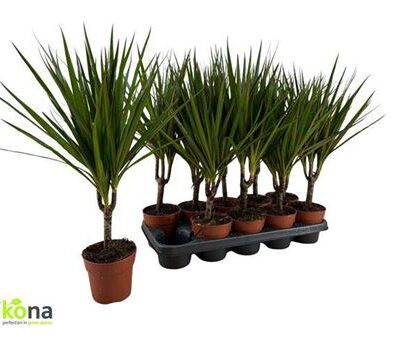 Драцена 'Marginata'