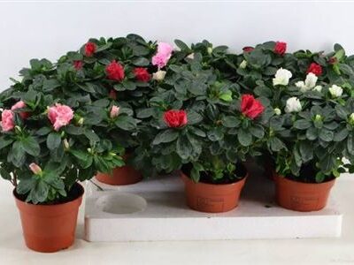 Азалія 'Vogel Gem'