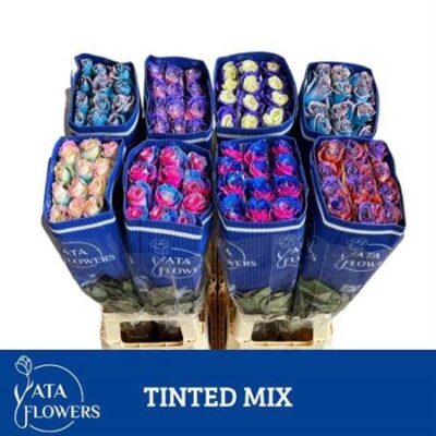 Одноголова троянда 'Ov Klb H%'