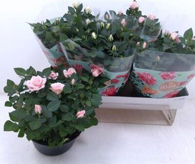 Троянди в горщику 'Gem 5 Srt'