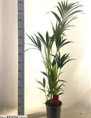 Пальма 'Forsteriana'