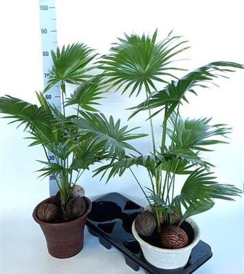Пальма Лівінстона 'Rotundifol'