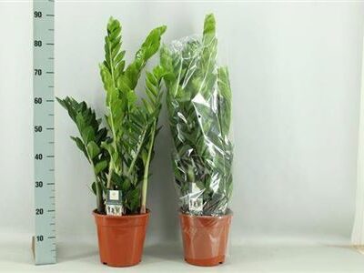 Заміокулькас 'Zamiifol'