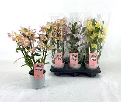 Дендробіум 'Gem'