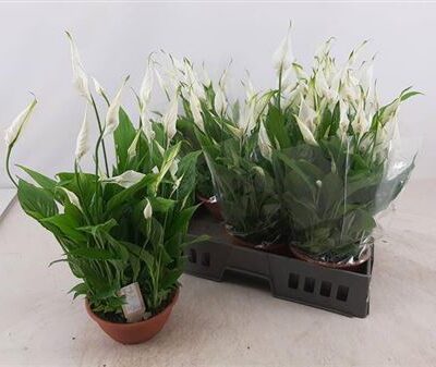 Спатифіліум 'Chopin'