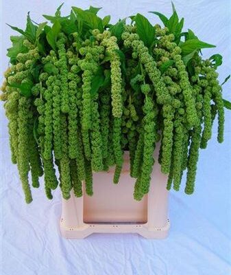 Амарант 'Cycloop'