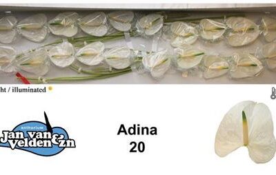 Антуріум 'Adina'