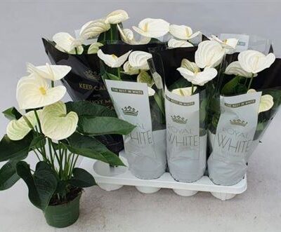 Антуріум 'Alpine'