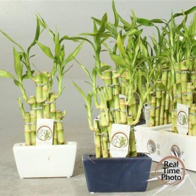 Драцена 'Lucky Bamboo'