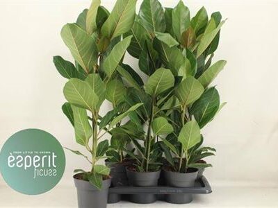 Фікус 'Beng Joy'