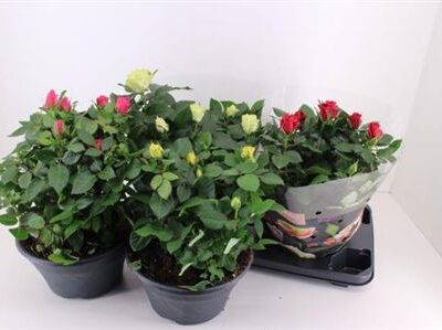 Троянди в горщику 'Gem 5 Srt'