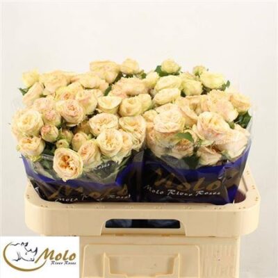 Кущова троянда 'Gen Trendsetter'