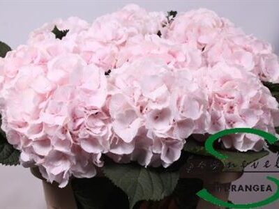 Гортензія 'Sw Verena'