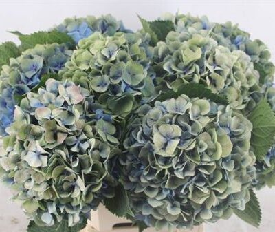 Гортензія 'Destiny Cl'