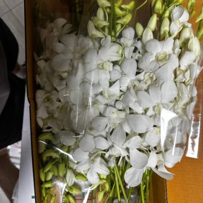 Дендробіум 'Pomp Wit'