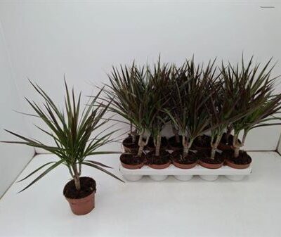 Драцена 'Marg Magenta'