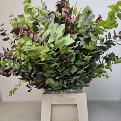 Евкаліпт 'Stuartiana'