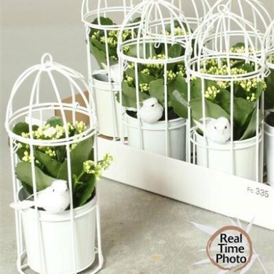 Каланхоє клітка