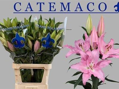 Лілія 'Catemaco'