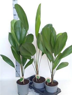 Пальма 'Licuala'