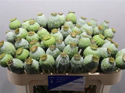 Мак 'Som Zaaddozen'