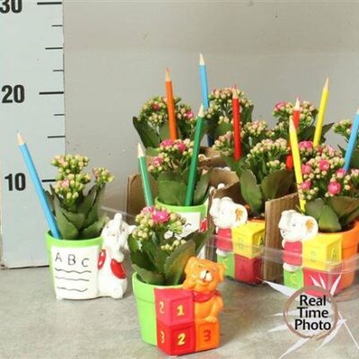 Каланхоє олівці