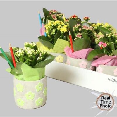 Каланхоє олівці