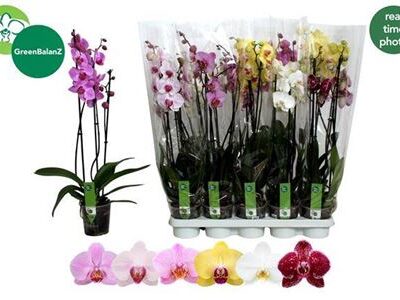 Орхідея 3-х стеблова 'Gem 6 Kl'