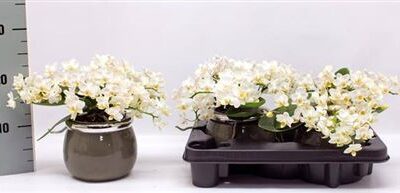 Орхідея мультифлора 'Wit'