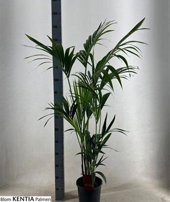 Пальма 'Forsteriana'