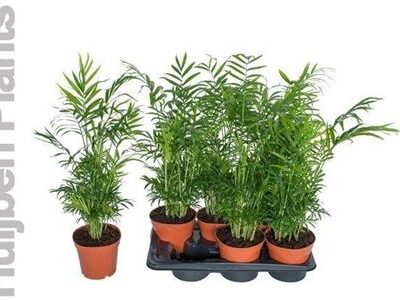 Пальма Арека