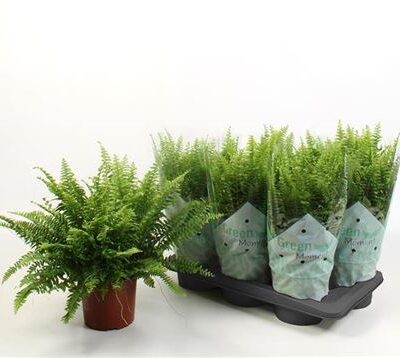 Папороть 'Green Momen'