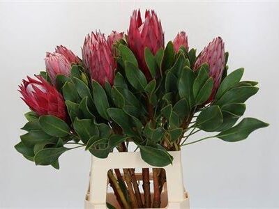 Протея 'Madiba'