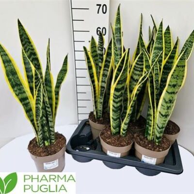 Сансеверія 'Laurentii'