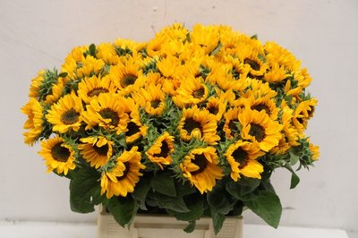 Соняшник 'An Sunrich Or'