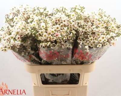 Хамелаціум 'Rhiannon'