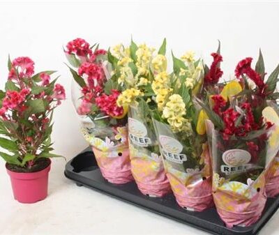 Целозія 'Hot Topic Gem'