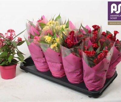 Целозія 'Hot Topic Gem'