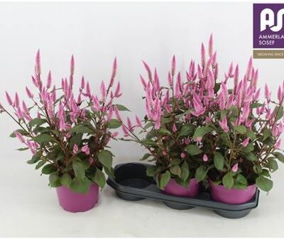 Целозія 'Wild Pink'