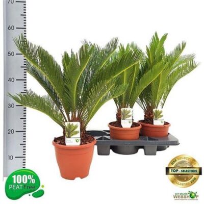 Цикас 'Revoluta'