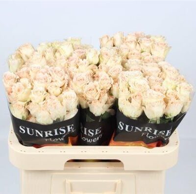 Кущова троянда 'Champ Blossoms'