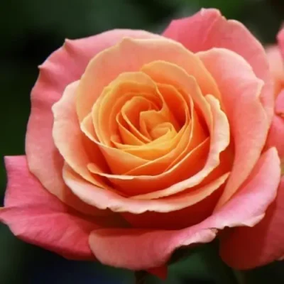 Еквадорська троянда 'Miss Piggy'