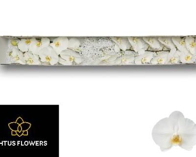 Орхідея зрізана 'Kobe'