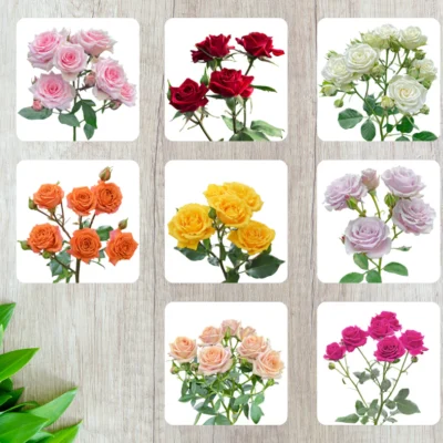 Кущова троянда мікс Еквадор