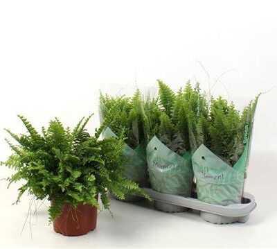 Папороть 'Green Momen'