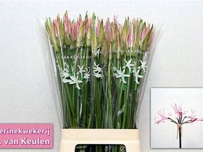 Неріне 'VESTA K'