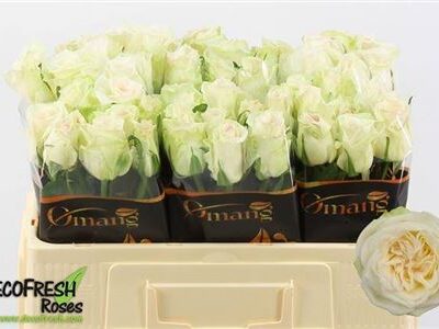 Одноголова троянда 'White O Hara'