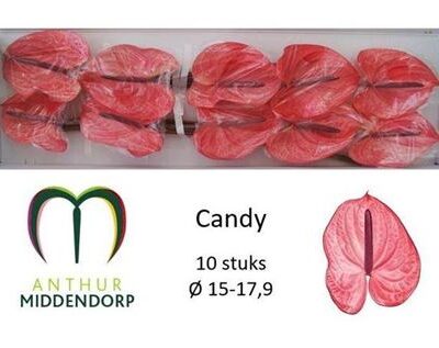 Антуріум 'Candy'