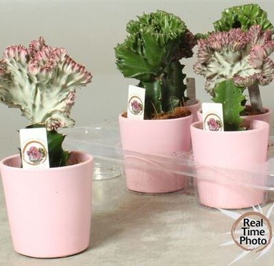 Кактус в кераміці